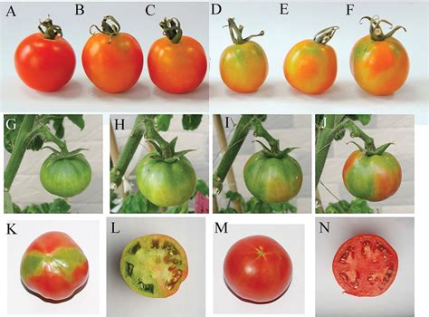 Phenotype Of Slnced Rnai Treated Fruits At The Maturation Green