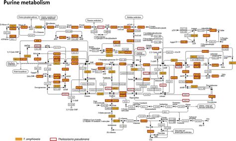 Fig. S5. Pathway of purine metabolism in | Download Scientific Diagram