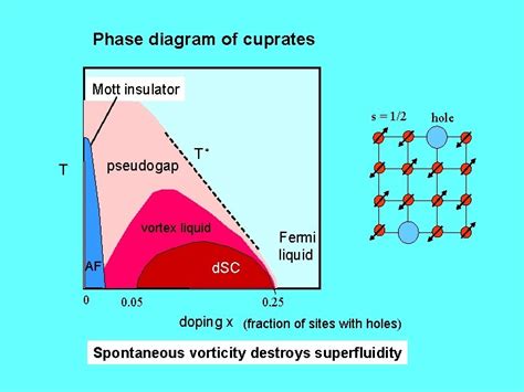 Cuprates Magnetic Phase Diagram High Magnetic Field Induced