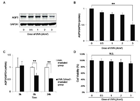 Aqp Expression Is Downregulated By Uva Irradiation A Hacat