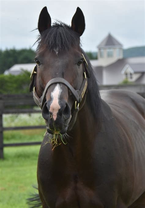 パカパカ工房 On Twitter 【優駿ssの種牡馬達】ホッコータルマエ9歳…