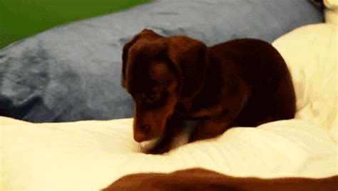 Little Dog S Find And Share On Giphy