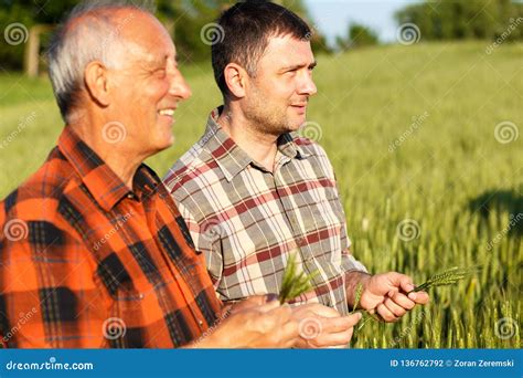 Two Farmers In A Field Examining Wheat Crop Stock Photo Image Of