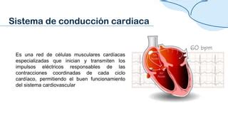 Sistema De Conduccion Cardiaca Pptx Descarga Gratuita