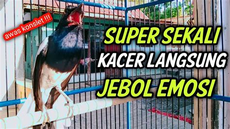 Lawan Di Jamin Tak Mau Diam Langsung On Konslet Pancingan Kacer