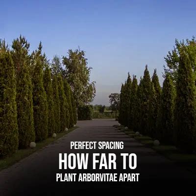 Perfect Spacing How Far To Plant Arborvitae Apart