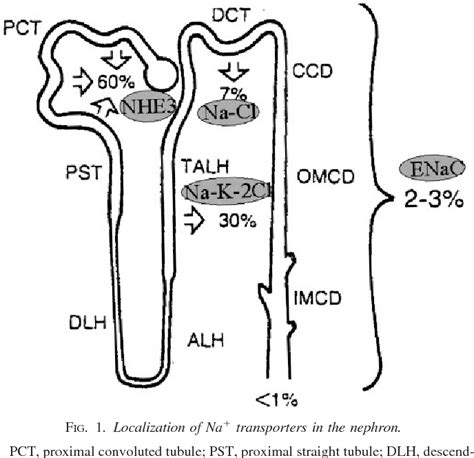 Figure 1 From Epithelial Sodium Channels And Hypertension Semantic