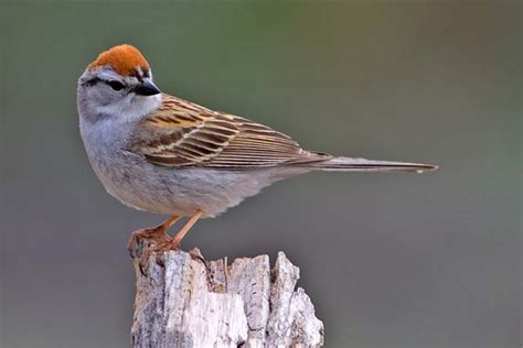 Chipping Sparrow Spizella Passerina Bird