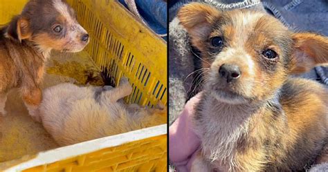 Puppy Found Protecting Her Dying Sisters Body In Desperate Need For