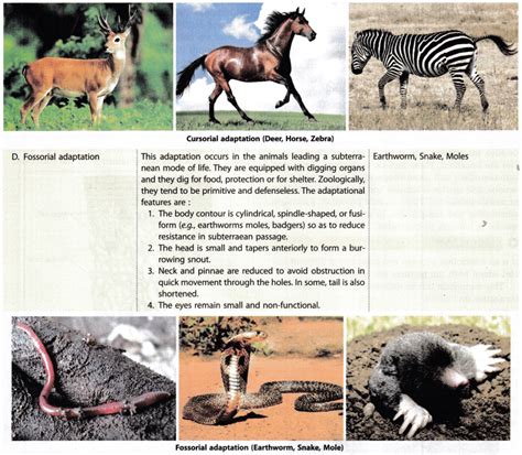 Ecological Adaptations - Adaptation and Habitats in Plants and Animals ...