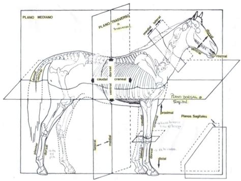 Planos Topográficos Anatomía Veterinaria Anatomia Veterinaria