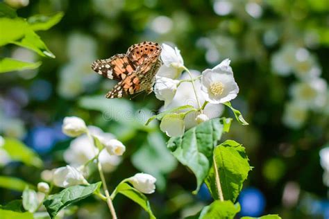 Butterfly On A Flowering Jasmine Bush Stock Image Image Of Brown