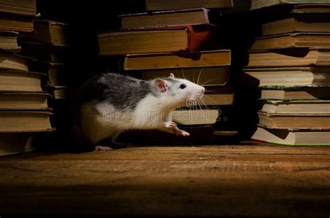 Rats and books. stock photo. Image of literature, antique - 74251708