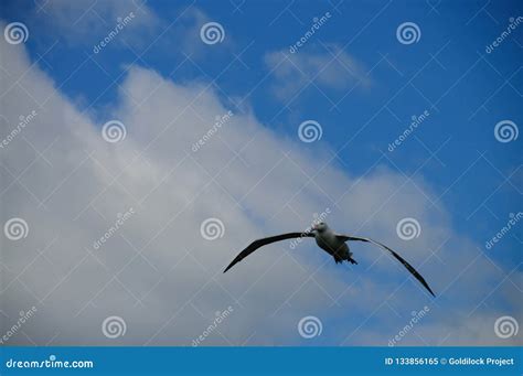 Wandering Albatross in Flight Stock Image - Image of diomedeidae, island: 133856165