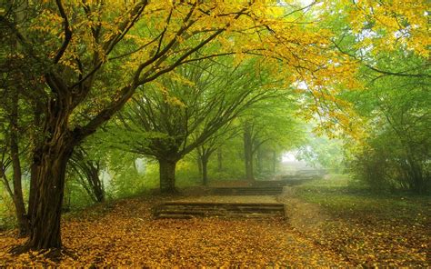 Fondos De Pantalla Luz De Sol Árboles Paisaje Bosque Otoño Hojas