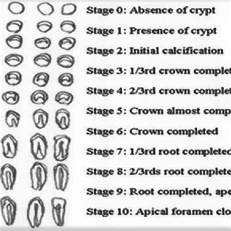 14 Stages Of Tooth Formation Of Multi Rooted Tooth 54 Download