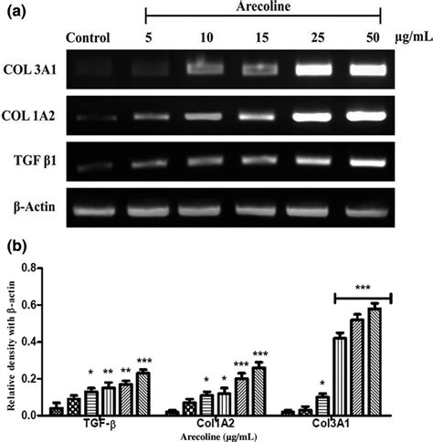 Expression Of Transforming Growth Factor β1 Tgfβ1 Collagen 1a2