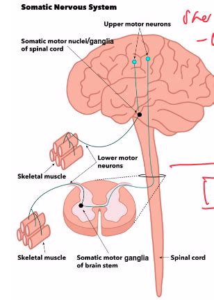 ANS Anatomy Flashcards Quizlet