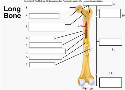 Anatomy Of Long Bone Quiz