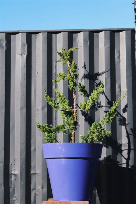 Juniperus Chinensis Var Kaizuka One Gifted Tree