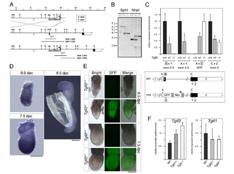 Disruption Of Mouse Tgif2 A The Targeting Vector Tgif2 Locus And