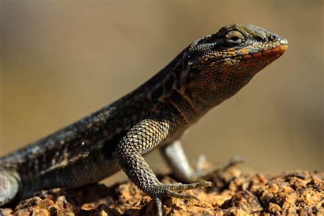 western fence lizard : herpetology