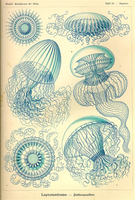 Art Forms In Nature Sea Life Painting By Ernst Haeckel