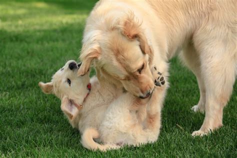 Al Cucciolo Di Cane Piacciono Le Coccole