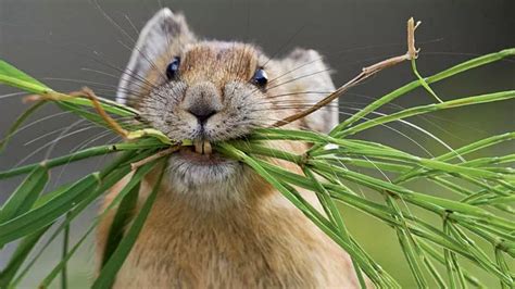 American pikas show resiliency in the face of global warming – Artofit