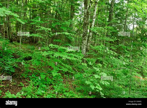 Trees And Shrubs In The Forest Stock Photo Alamy