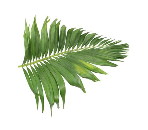 Premium Photo Concept Summer With Green Palm Leaf From Tropical Frond