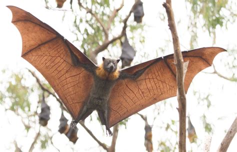 30,000 new plants to boost habitat for Shellharbour’s struggling grey ...