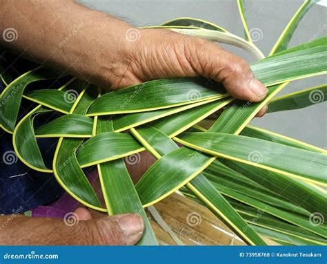 Fresh Coconut Leaves Weaving Stock Photo - Image of coconut, leaves ...