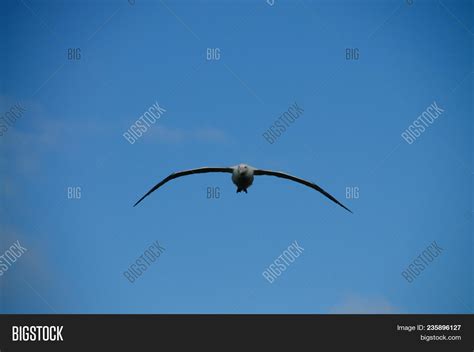 Wandering Albatross Image & Photo (Free Trial) | Bigstock