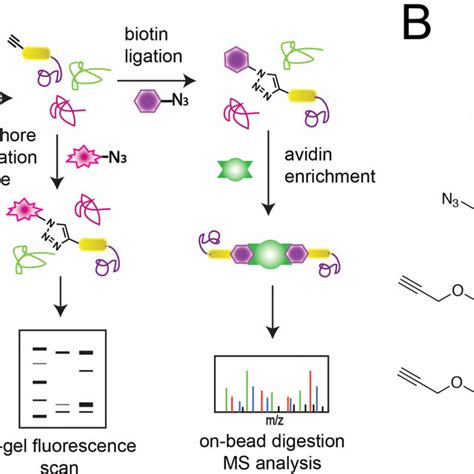 Key Structural Features Of Prenyltransferases Top Left Overall