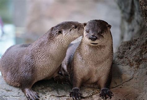 Otter Seems Impressed by His Friend's Plan — The Daily Otter