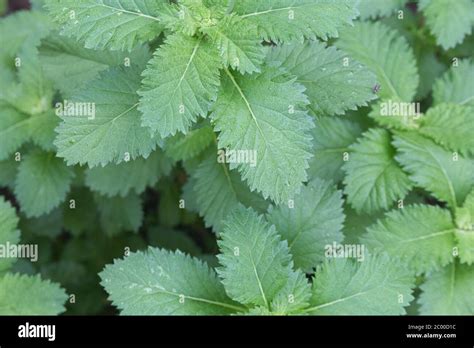 Catnip Plant Covering The Ground Edible And Medicinal Herb Stock Photo