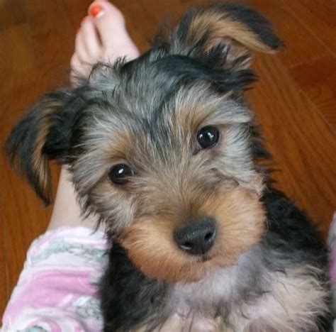 Miniature Schnauzer Yorkie Mix Sale Dog And Dogs Yorkie Mix Yorkie