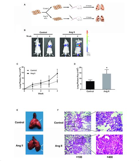 Ang Ii Promotes Nsclc Cell Metastasis In Vivo A Schema Of Download Scientific Diagram