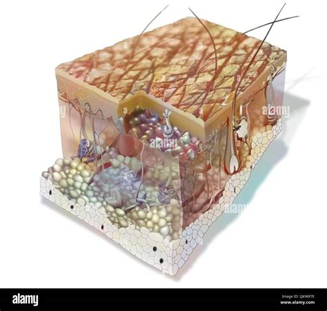 Sección De La Piel Que Muestra Todas Las Estructuras Las Capas De La Epidermis La Estructura