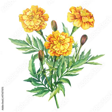 Bouquet of flowers Tagetes patula, the French marigold (Tagetes erecta, Mexican marigold ...