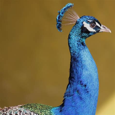 Premium Photo | Close-up of peacock