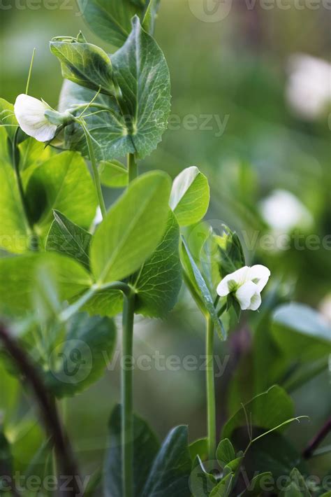 Flowering Garden Pea Pisum Sativum In The Garden Pea Plant Blossom