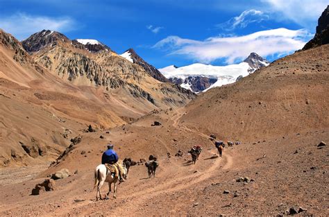 Rumiante De Los Andes Estudiar