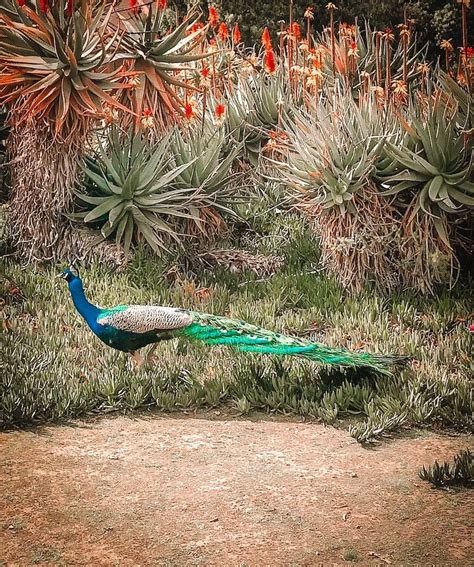 Out In The Wild Los Angeles County Arboretum House Hunk