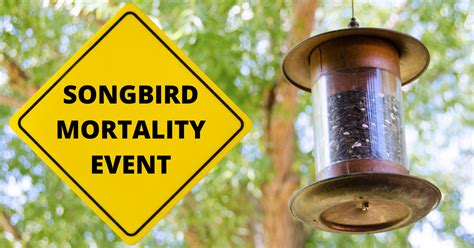 Songbird Mortality Event - Information and Recommendations - Geauga News