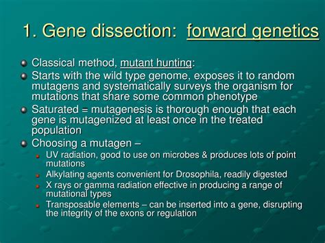 Ppt Dissection Of Gene Function Mutational Analysis Powerpoint