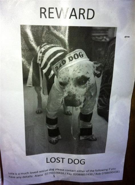 20 Hilarious Lost Pet Flyers Gallery - Gallery | eBaum's World