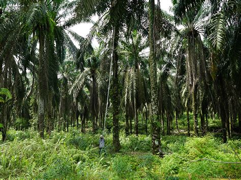 Oil Palm Plantation Expenses Felicity Dowd