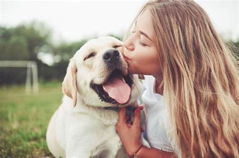 Perros Qu Siente Nuestro Can Cuando Recibe Nuestras Caricias Foto